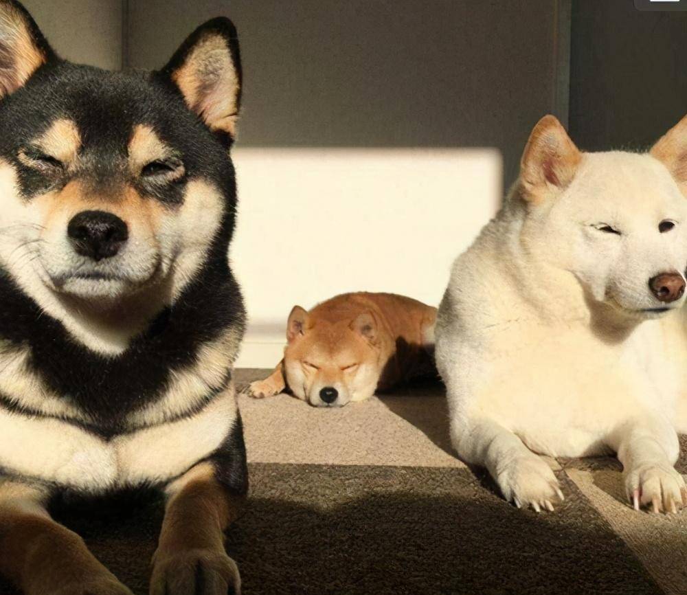 什么颜色的柴犬好养？有什么区别？_搜狐网