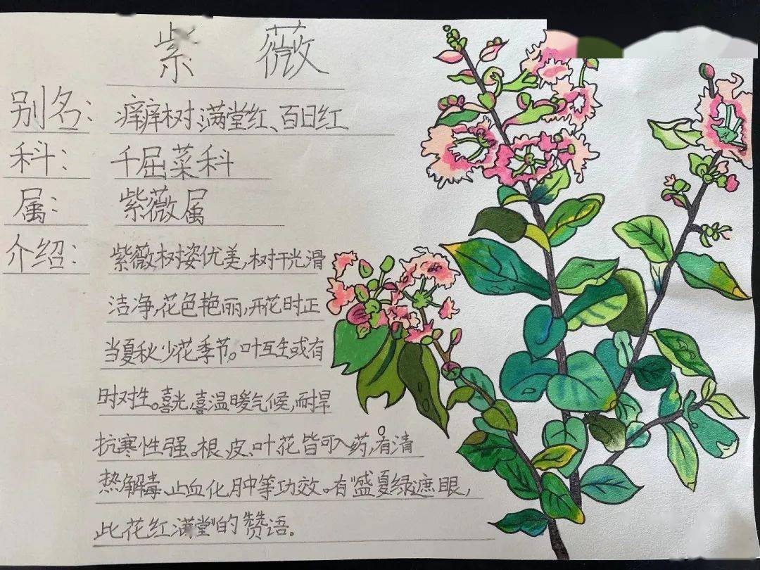 植物画报 三年级图片