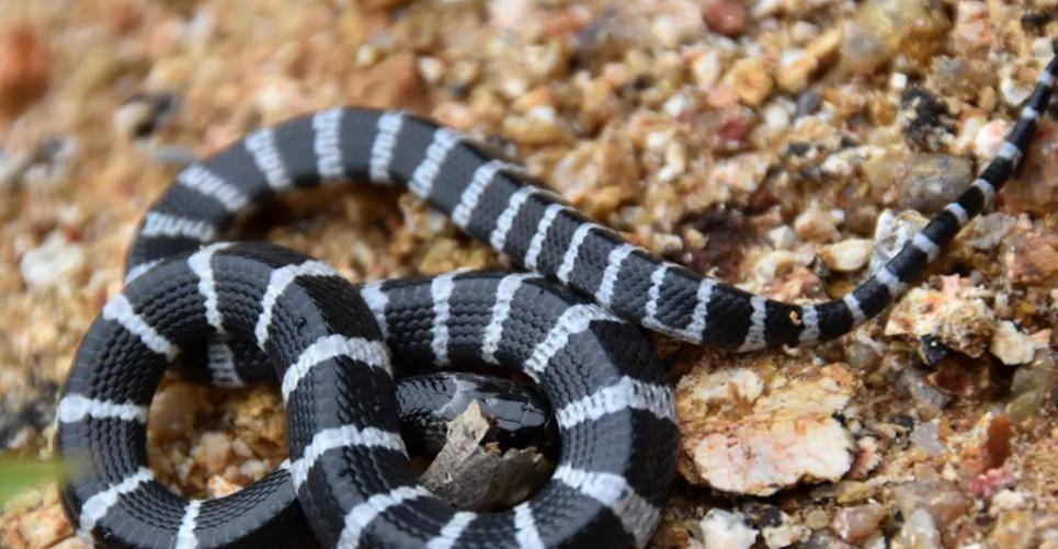 盘点蛇界中最"懒"的蛇:"懒"居然只是假象?