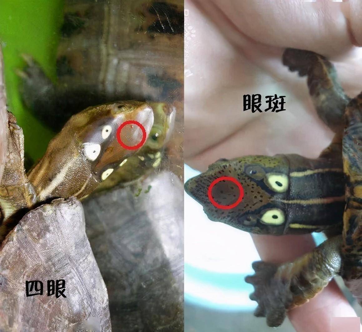 眼斑水龟和四眼斑水龟的头部对比四眼斑水龟在我国的分布地和眼斑水龟