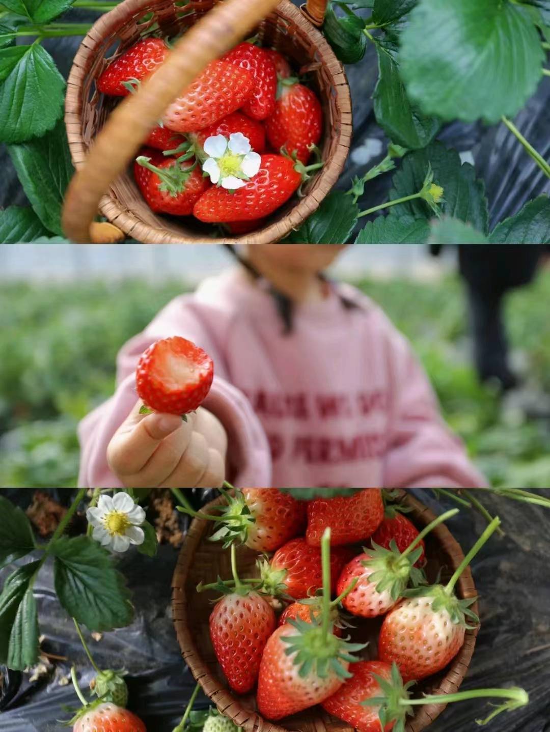 清甜扑鼻的香气柔软多汁的果肉娇艳欲滴的色泽strawberry上海的冬天
