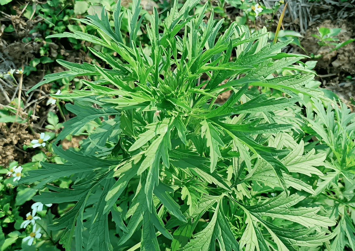 益母草_农村_果树