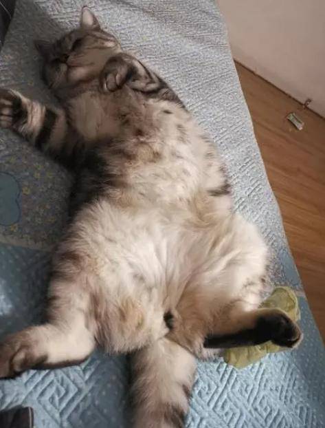 公猫绝育后,为什么依然会有骑母猫的现象,有可能绝育白做了_猫咪_原因