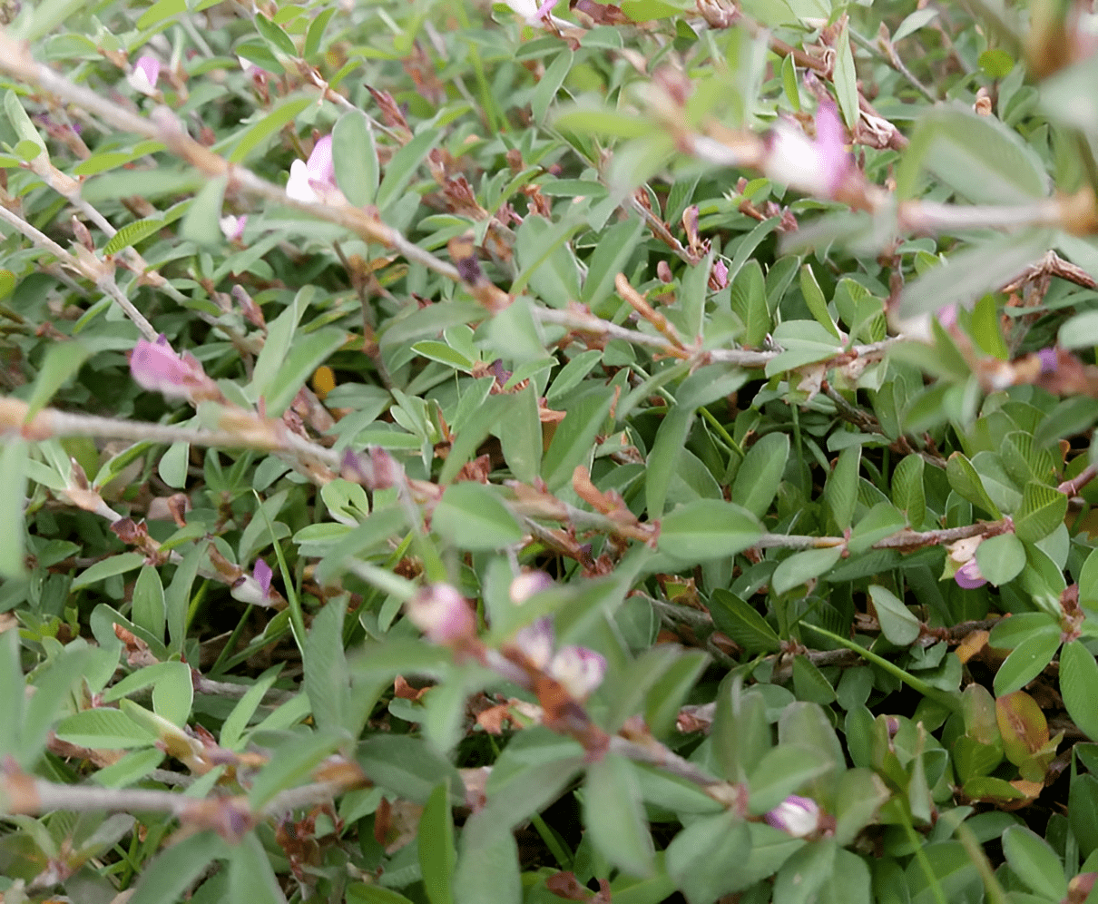 民间俗称"鸡眼草",老中医均认识它,十分珍贵,下次遇到请爱惜_植物