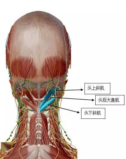 "从头到脚"纯干货_神经_功能_腱鞘