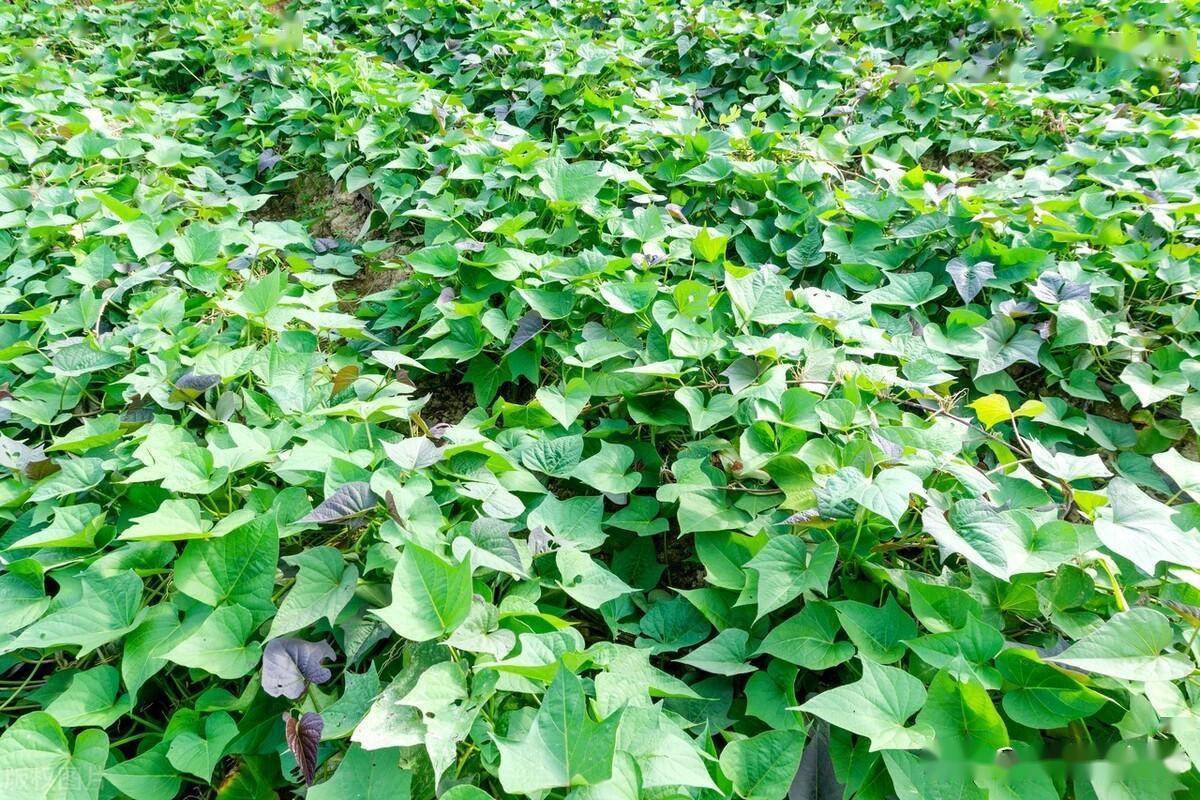 地瓜要每隔一段时间提一次地瓜秧,阻止藤条上面的根系扎入土壤里,只要