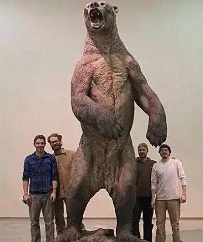 绝种的南美细齿巨熊有多大棕熊,是一种可怕野兽,科迪亚克棕熊和北极熊