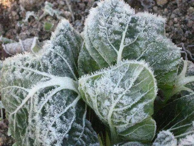 ②在寒冬或气温低于5-7℃时或者植物发生低温冻害后使用基本没效果,在