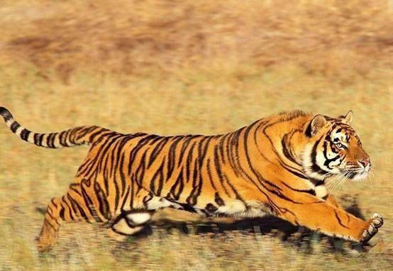 为何人们总说老虎屁股摸不得,看老虎的舌头:还敢有大胆的想法?