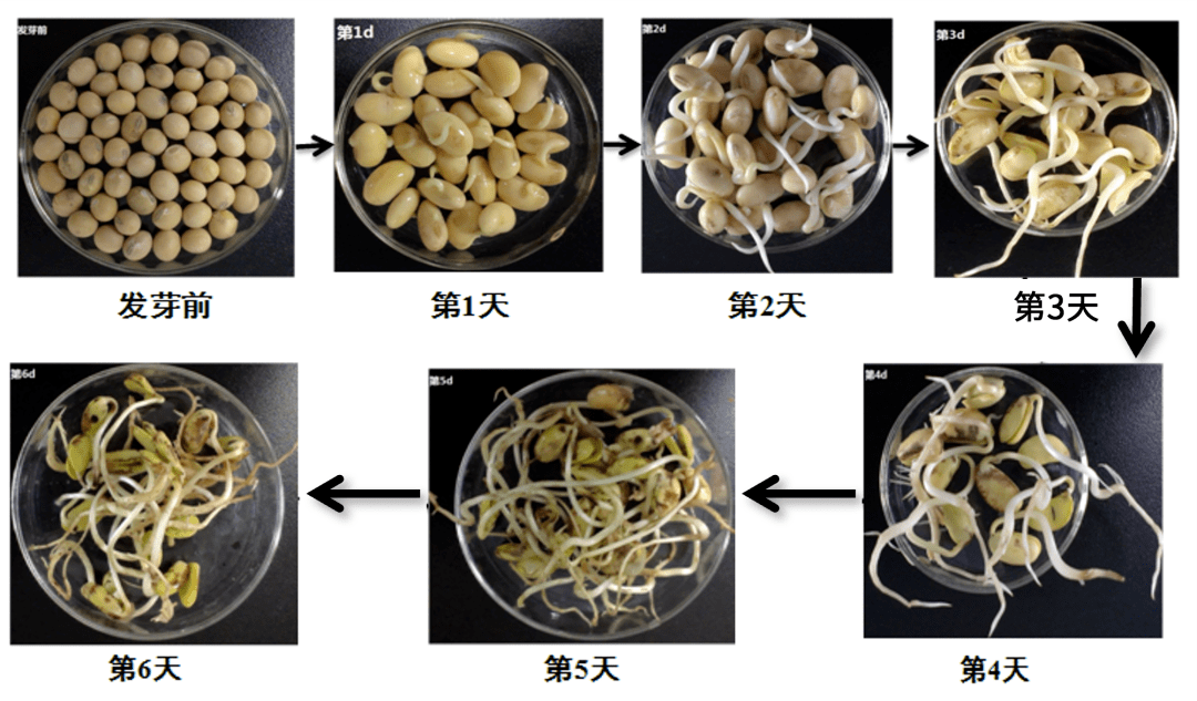 吃大豆秘诀,就藏在种子萌发的过程里 