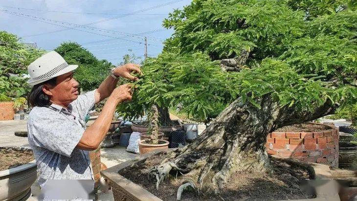 酸豆树盆景图片