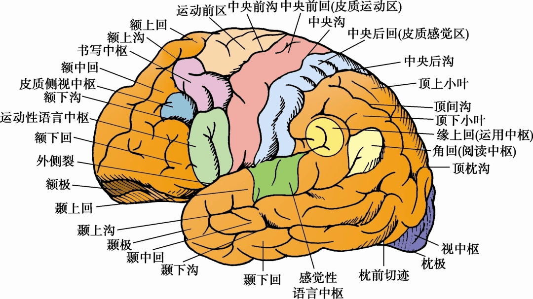 临床必备 | 大脑半球的解剖生理及病损的定位诊断_病变_障碍_中央