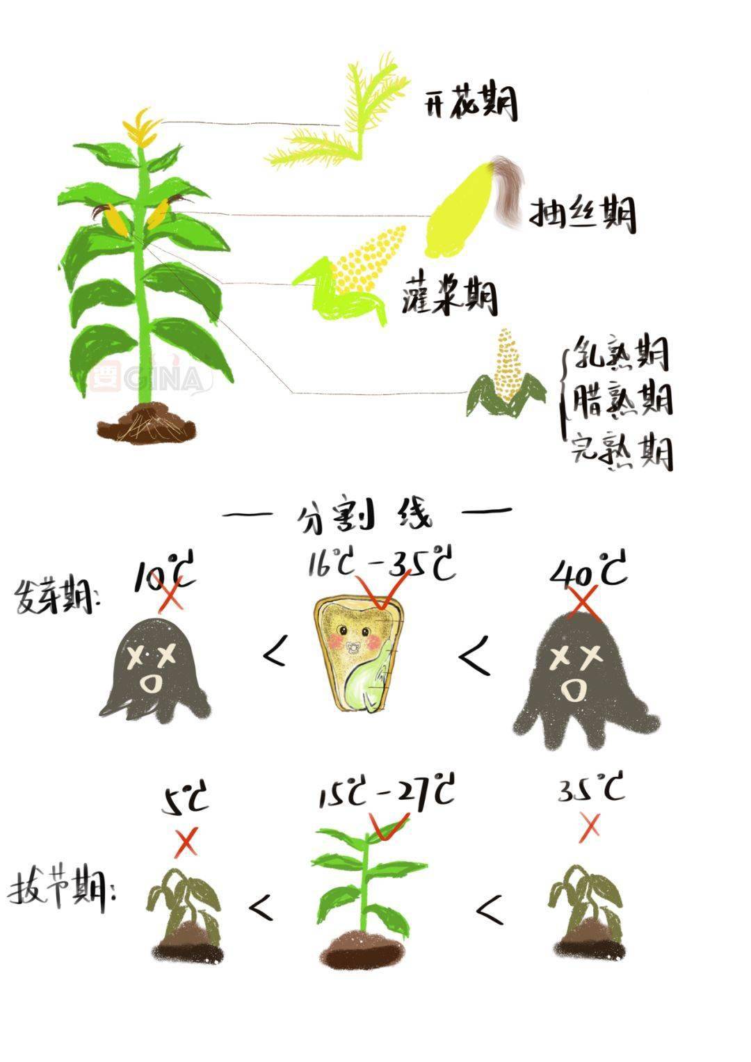 玉米简史,简到崩溃