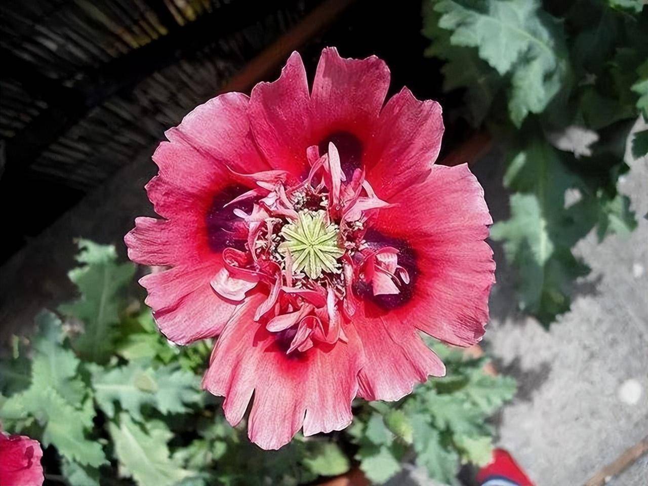 而且,看下罂粟花的花语,死亡之恋,代表着爱情的凋零,真的是很不吉利.