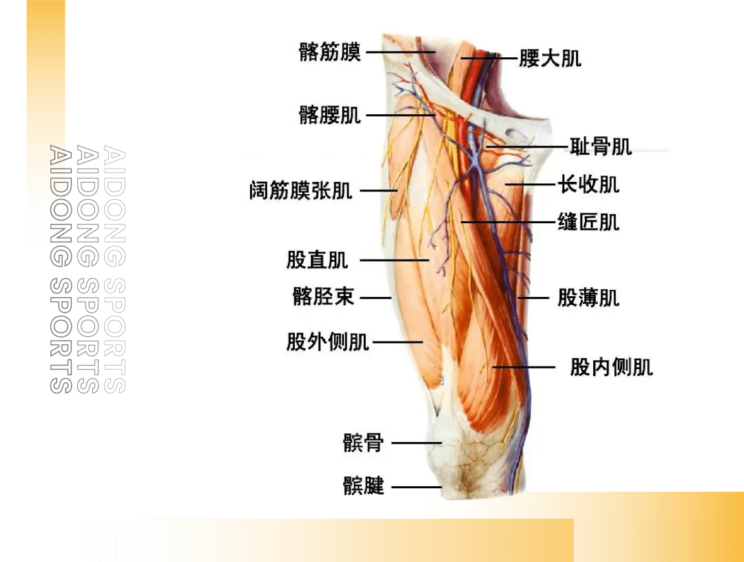 从(并穿过)膝关节和髋关节,帮助髋关节屈曲和大腿内收股直肌:横过臀部