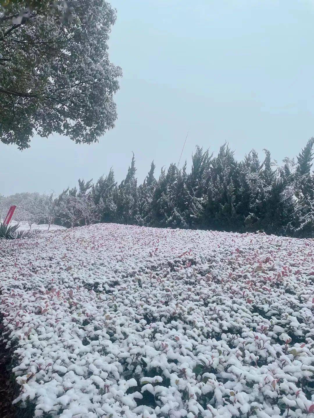 愿昨日唐河的那场雪，掩埋疫情所有的陈迹......