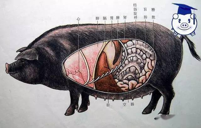 全身_内脏_猪头