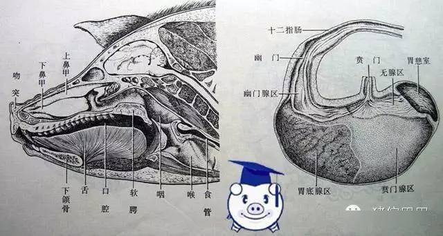 猪耳朵素描图片