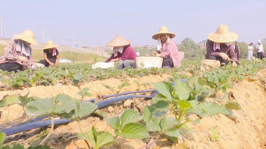 万秀区城东镇河口村:打造"水美乡村·美丽河口" 以项目驱动产业融合