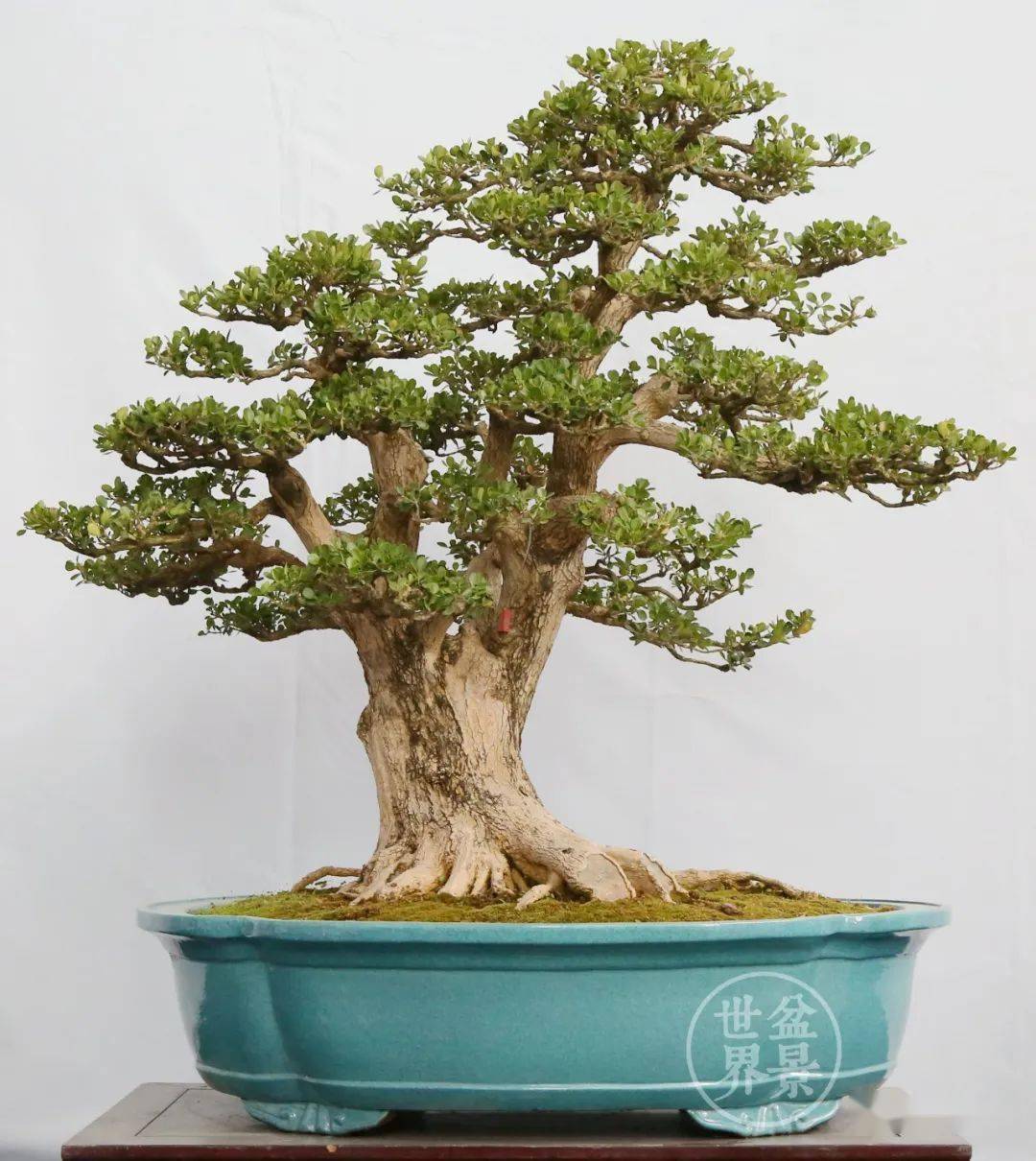 《风韵》(黄杨)荣获全国精品盆景展银奖▲广东韩学年藏品《天人工物》