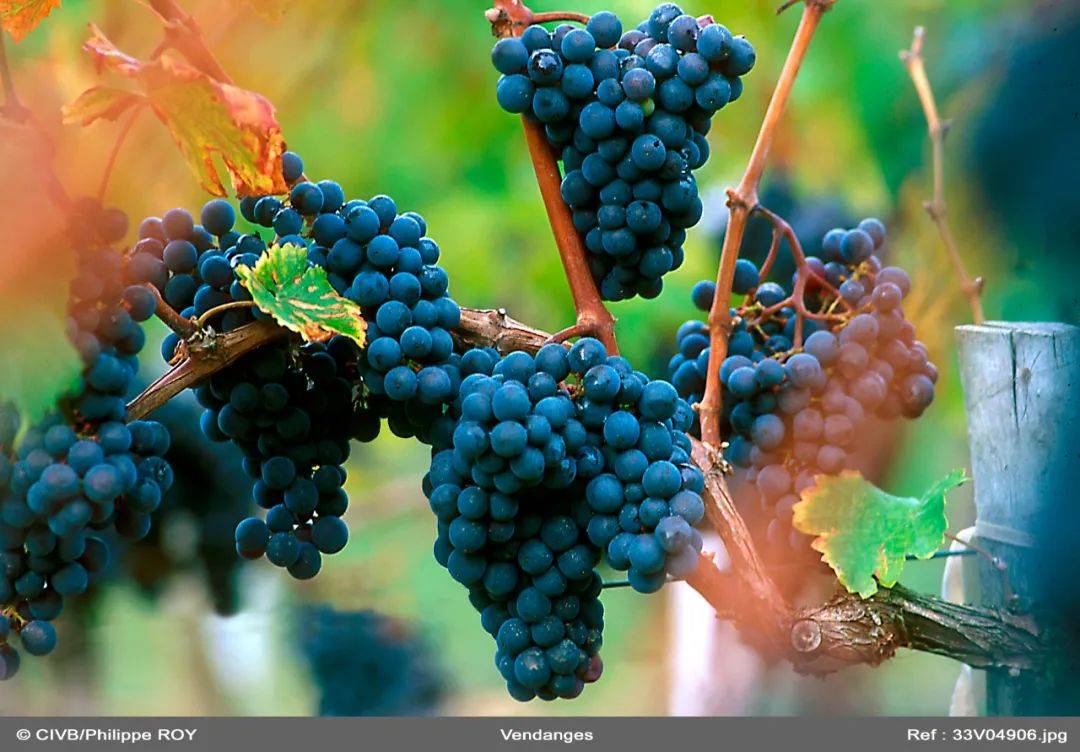 不止于经典,波尔多新干红的前瞻布局_品种_葡萄_风格