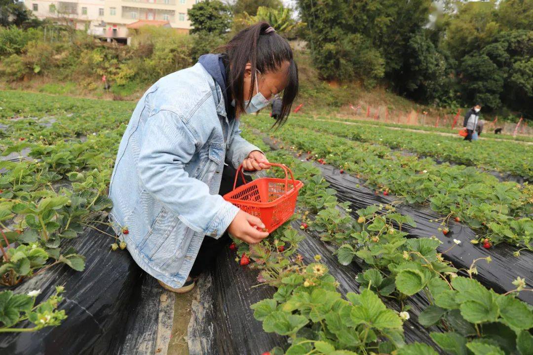 摘草莓吗?信宜这基地的草莓成熟啦!_种植_寨村_浙江省
