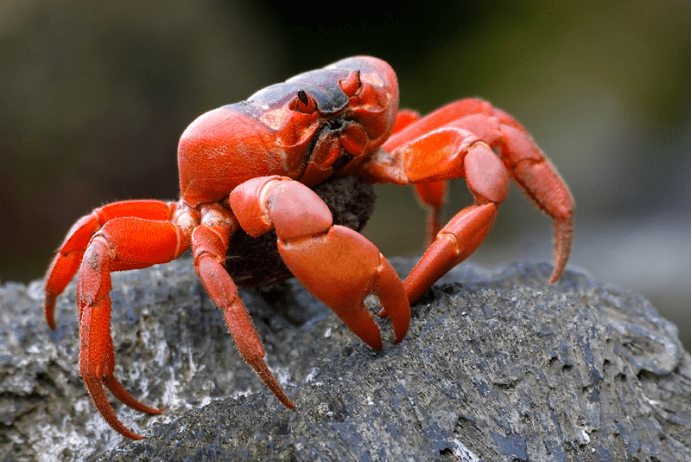 澳大利亚红蟹图片