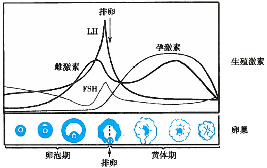 生理周期曲线图图片