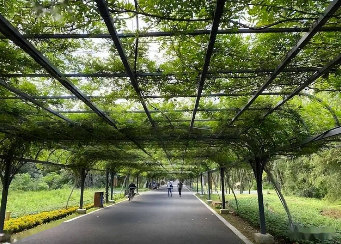 立体绿化植物品种的配置和应用场景_种植_修剪_进行