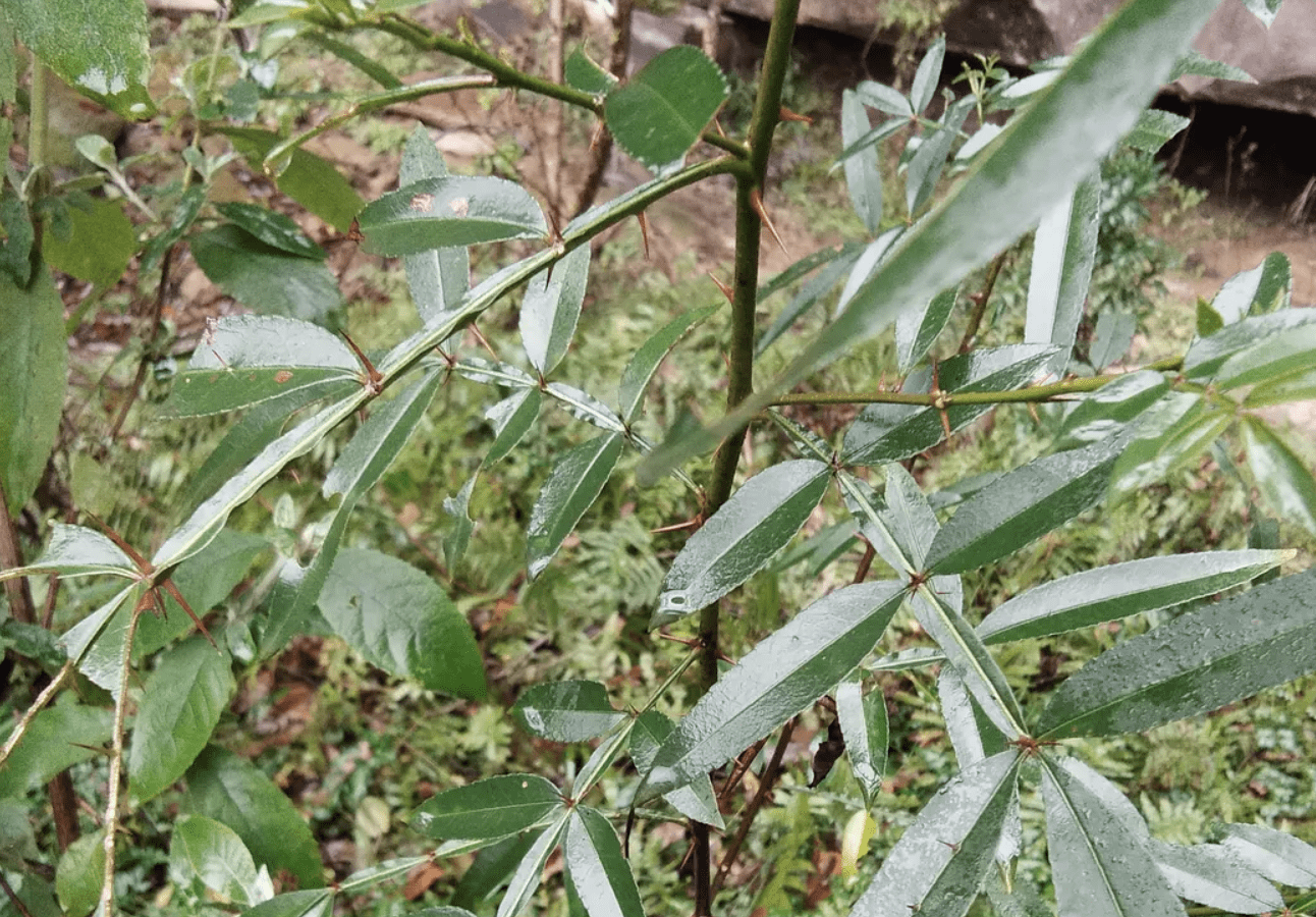 俗称"胃痛草",有一股花椒的气味,如今珍贵,你再不挖就没了!
