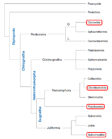 主要从事昆虫学教学和研究工作,在倍足纲分类学和洞穴生物多样性及