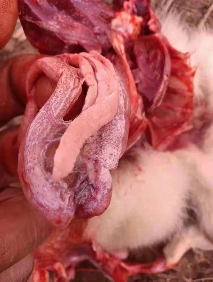 诊断结果:通过对发病情况以及对解剖情况的观察可以确诊为病毒性痛风