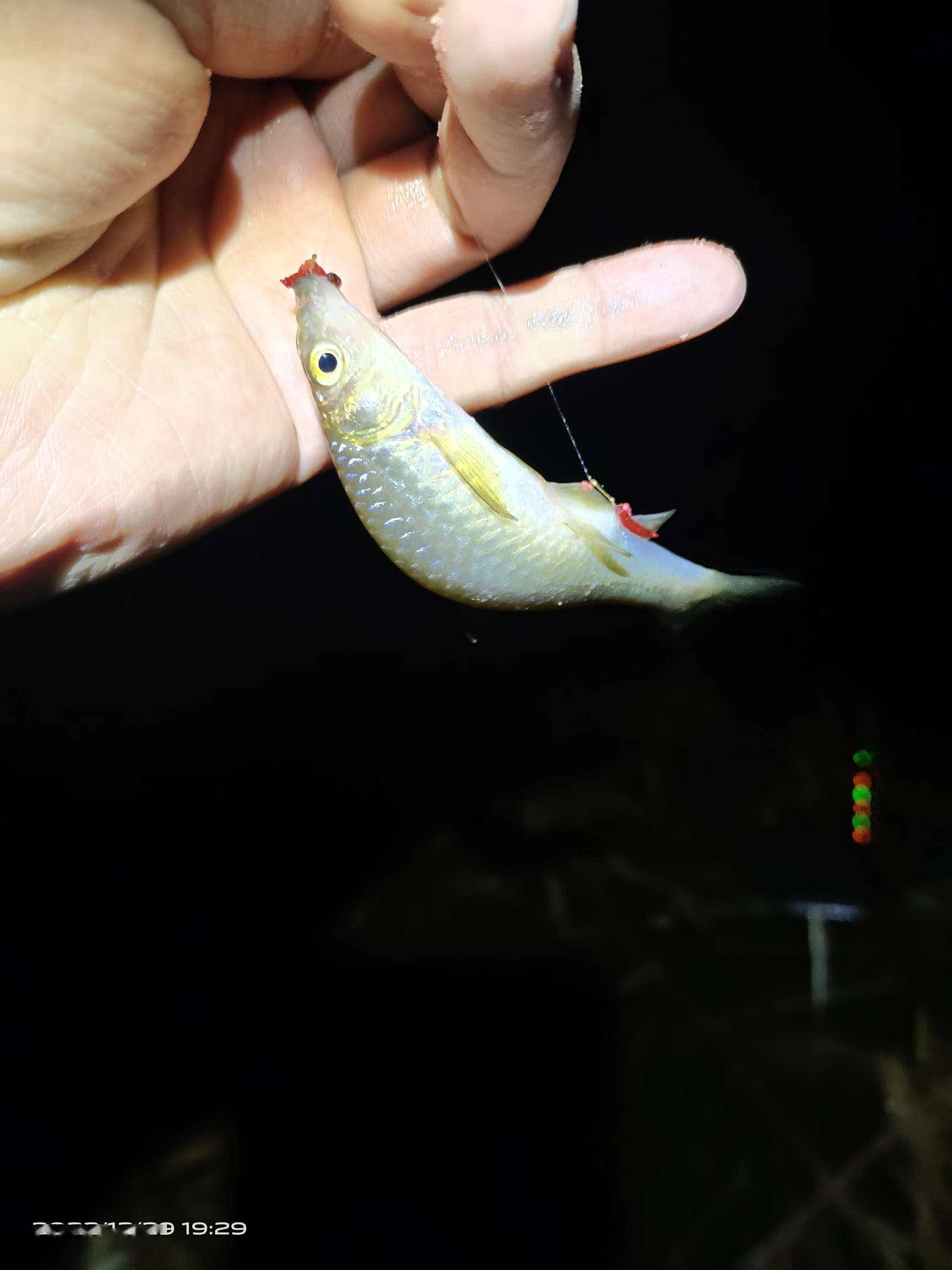 寒冬腊月独自夜钓芦苇间灵活调钓鲫鱼上钩龙虾现
