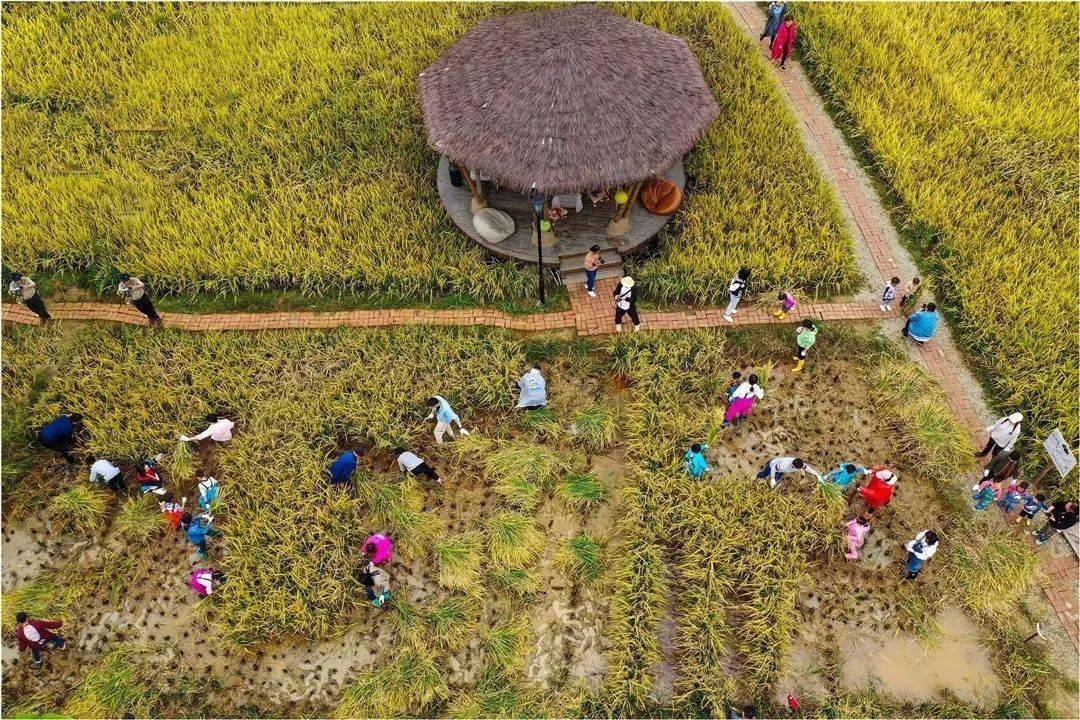 5个妈妈打造的20亩稻田农场,因拍照而走红!_乡村旅游_餐厅_场景