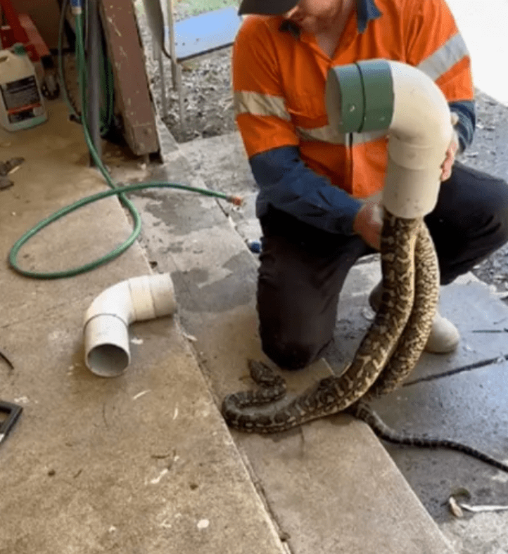 恐怖!昆州住户地板缝中,冒出剧毒毒蛇!
