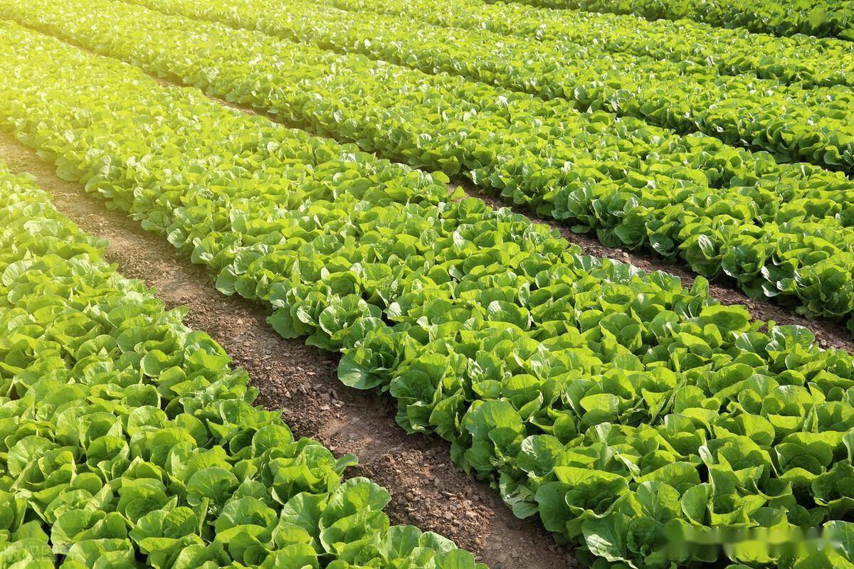 种植蔬菜先学会两个播种方法,三个种植技巧,确保出苗又快又齐_种子