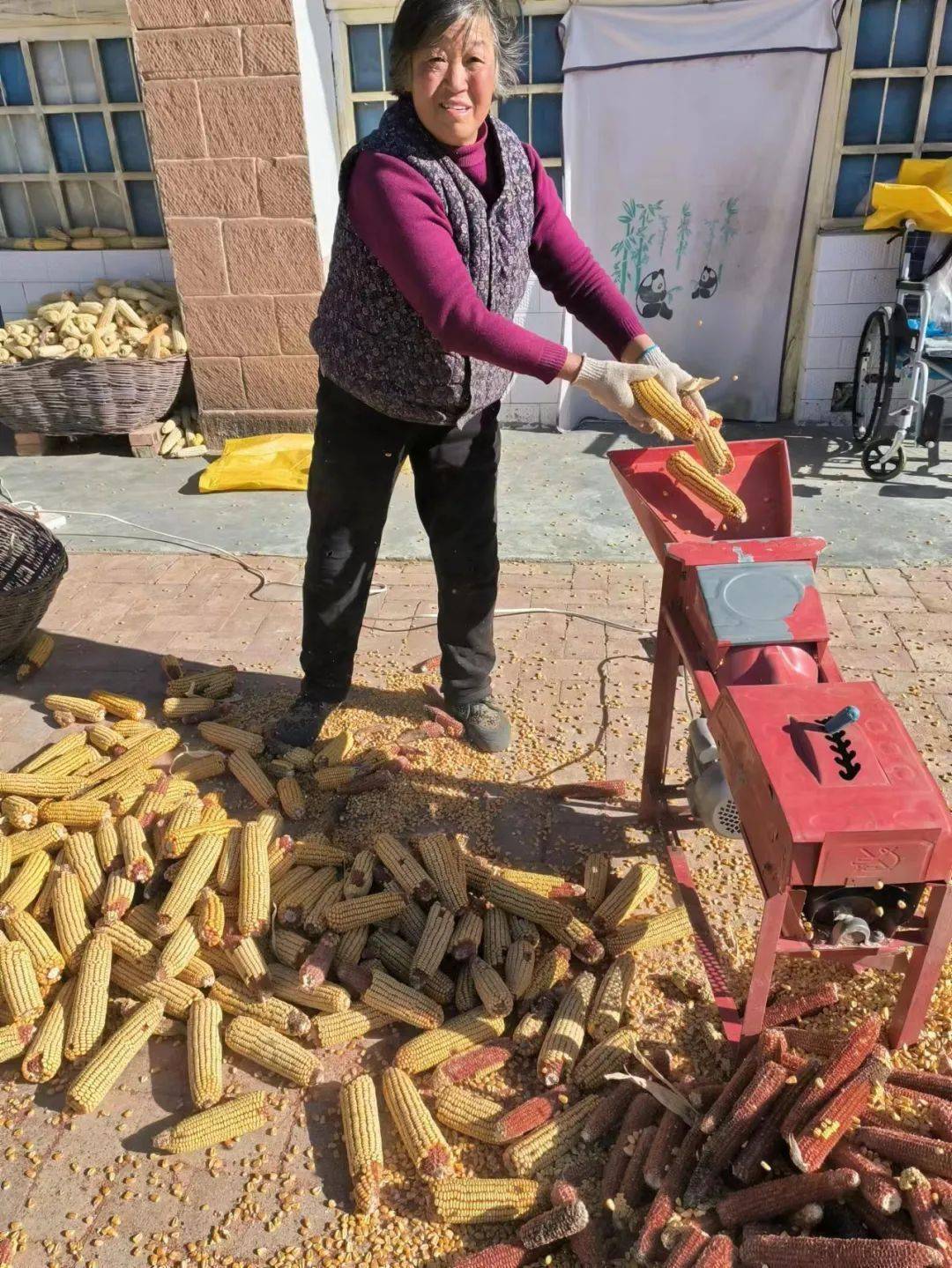 玉米脱粒,遍地"金"_玉米粒_秋收_自然