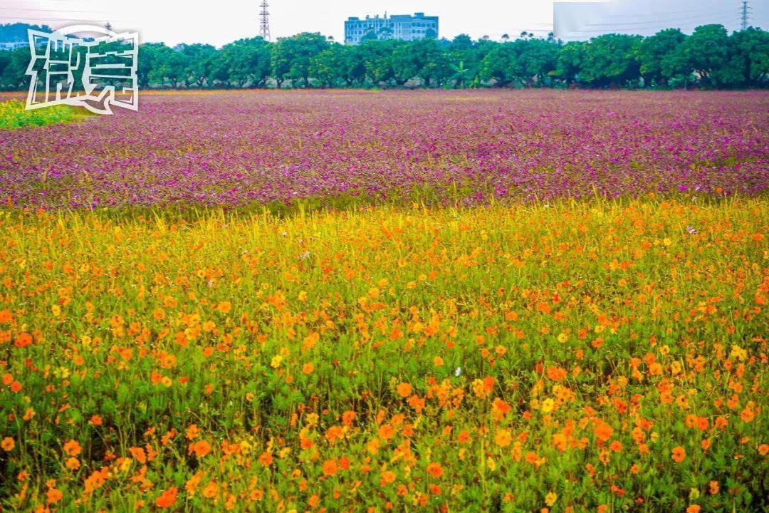 东莞塘厦的花海公园图片