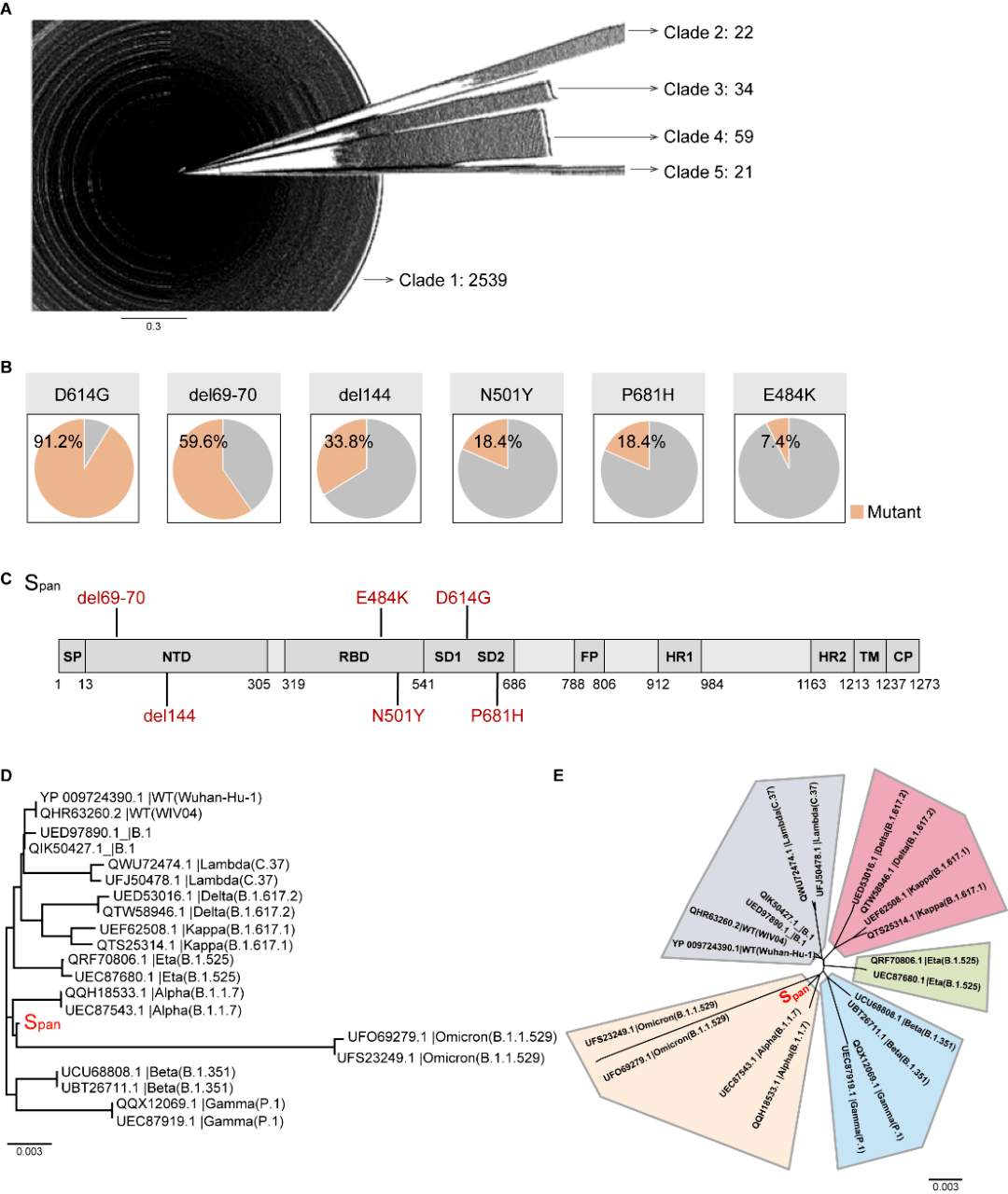 span位于系统发育树中心位置非常有意思的是,span在delta和omicron