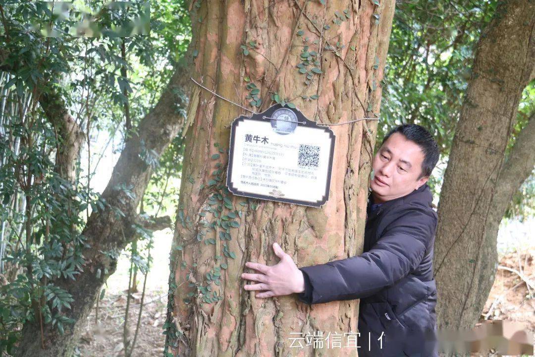 在一片民房附近小山坡上的一片树林里,看到了这棵黄牛木