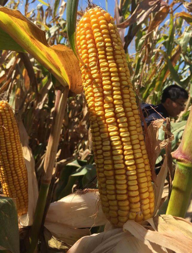 辽单585 国审 抗性强 稳产品种东华北中晚熟春玉米组出苗至成熟128天