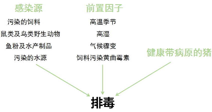 【正能健康大课堂】正能助您安全养猪|第九讲——猪丹毒临床症状与防控方案_疹块_免疫_传播