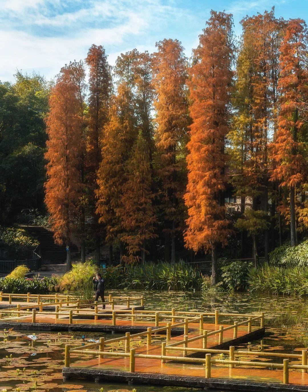 广州番禺莲花山的池杉红了来这里赏浪漫冬景→