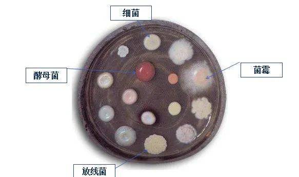 巨大芽孢杆菌菌落形态图片