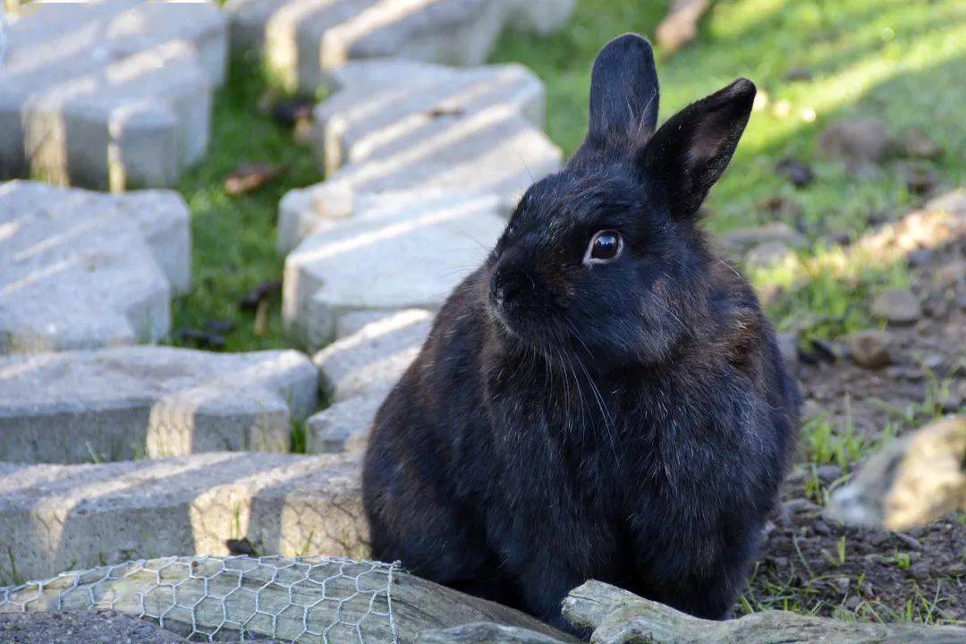 黑兔代表什么?_五行_人们_文化