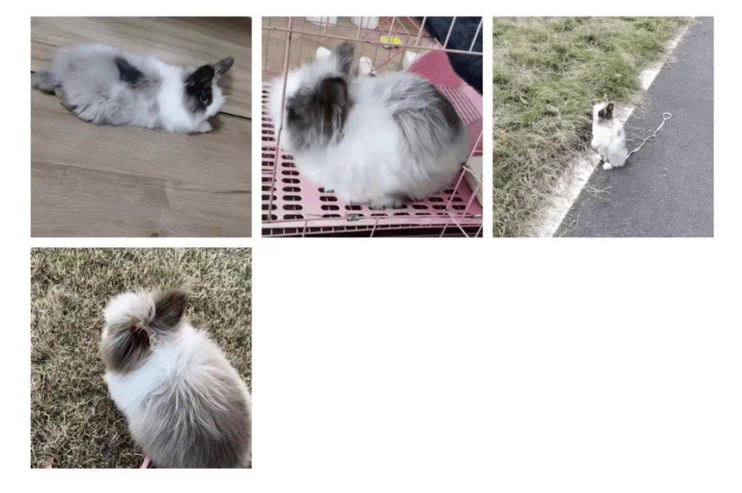 兔子有偿领养,兼职招聘,房租出租,家电维修_蔡甸_信息_平台