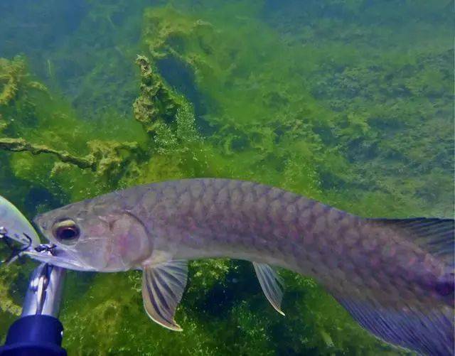 亚马逊河狂钓纯野生巨型龙鱼,钓友直呼这不是钓鱼而是钓钱啊