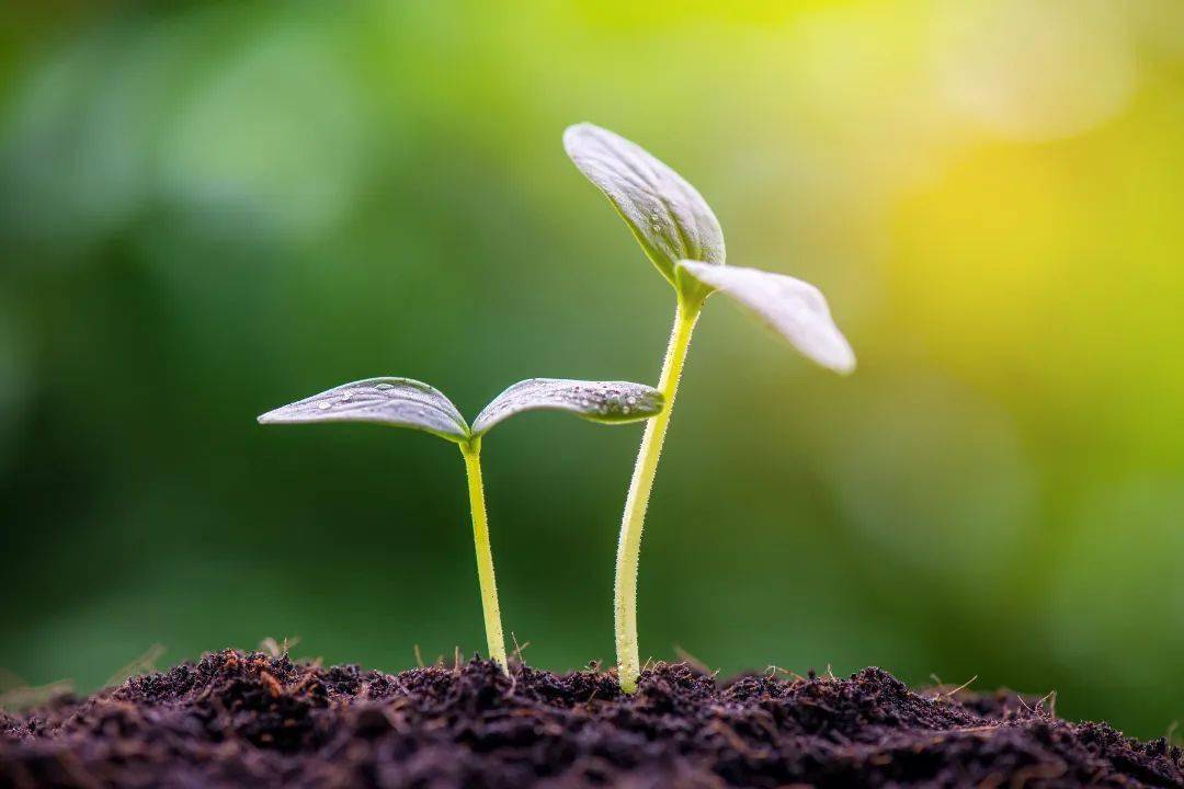 铜陵农业科技公司的崛起：科技引领农业未来