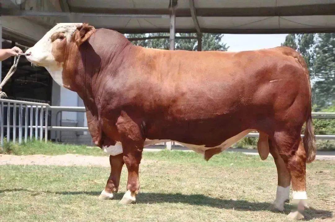 华西牛种公牛中国农科院北京畜牧兽医研究所与我区科研单位合作,经过