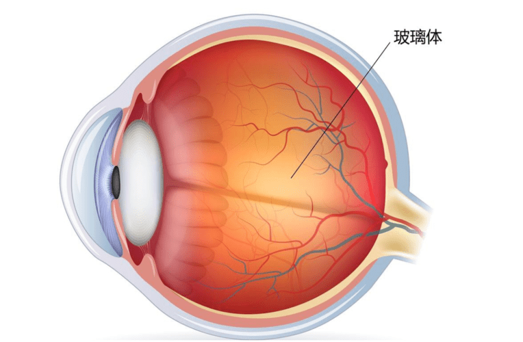 玻璃体的作用图片